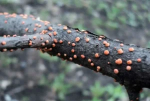 Некроз коры смородины - как избежать отмирания тканей