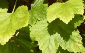 Нитчатость листьев смородины