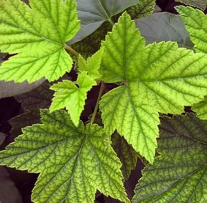 Нитчатость листьев смородины