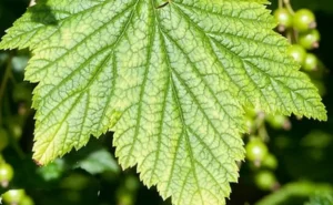 Нитчатость листьев смородины