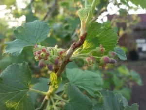 Опадение завязи смородины