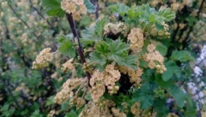 Опадение завязи смородины