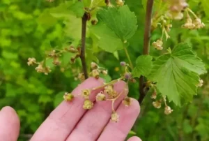 Опадение завязи смородины