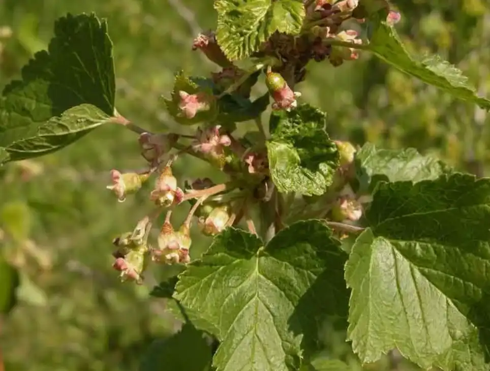 Опадение завязи смородины - причины и как это исправить