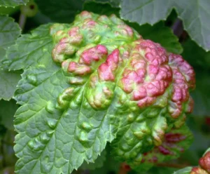 Опухолевидные образования на смородине