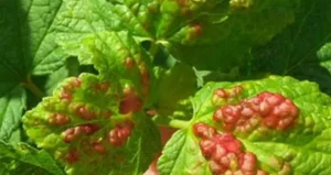 Опухолевидные образования на смородине