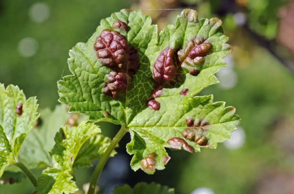 Опухолевидные образования на смородине - что это и как лечить