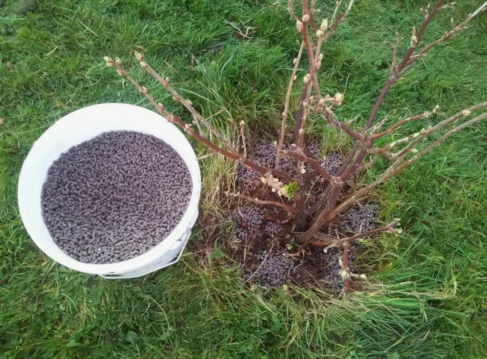 Органические и минеральные удобрения - что лучше для смородины