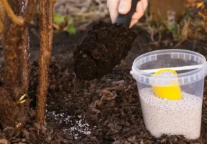 Органические и минеральные удобрения для смородины - что лучше 