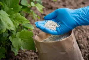 Органические и минеральные удобрения для смородины - что лучше 