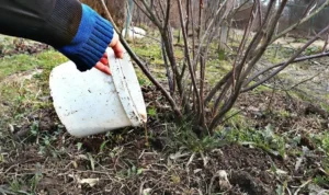 Осенние работы с почвой под кустами смородины