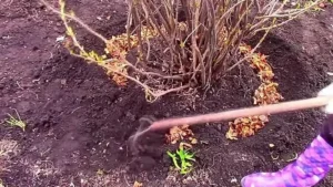 Осенние работы с почвой под кустами смородины