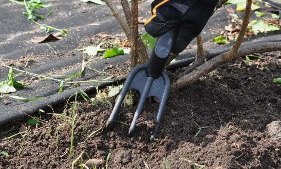 Осенние работы с почвой под кустами смородины