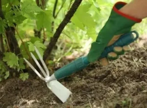 Осенние работы с почвой под кустами смородины