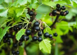 Ошибки при удобрении смородины