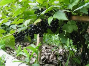 Ошибки при удобрении смородины