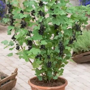 Ошибки при удобрении смородины