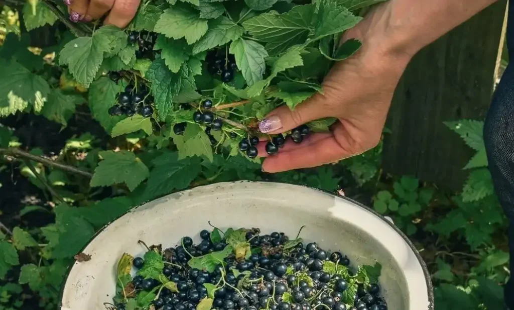 Ошибки при удобрении смородины, которые приводят к снижению урожая