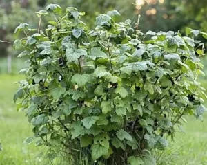 Плесень на ягодах смородины - что делать и как избежать