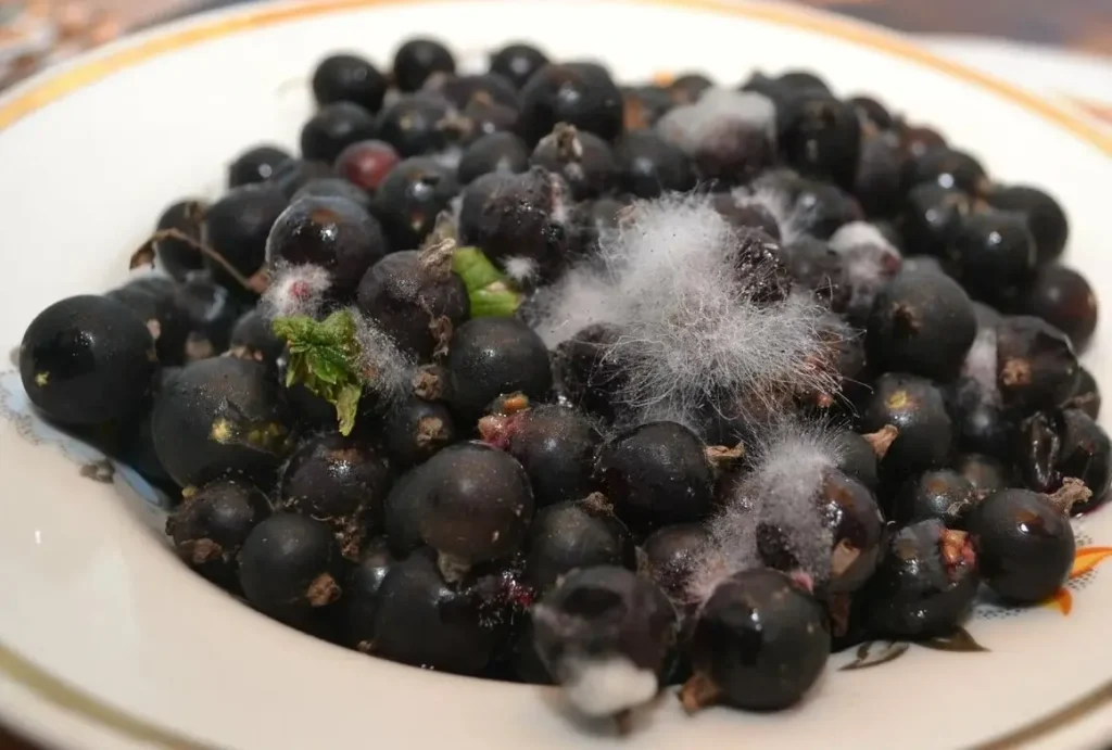 Плесень на ягодах смородины - что делать и как избежать