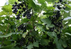 Плесень на ягодах смородины - что делать и как избежать