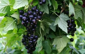 Плесень на ягодах смородины - что делать и как избежать