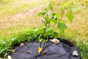 Почему важно мульчировать почву вокруг смородины