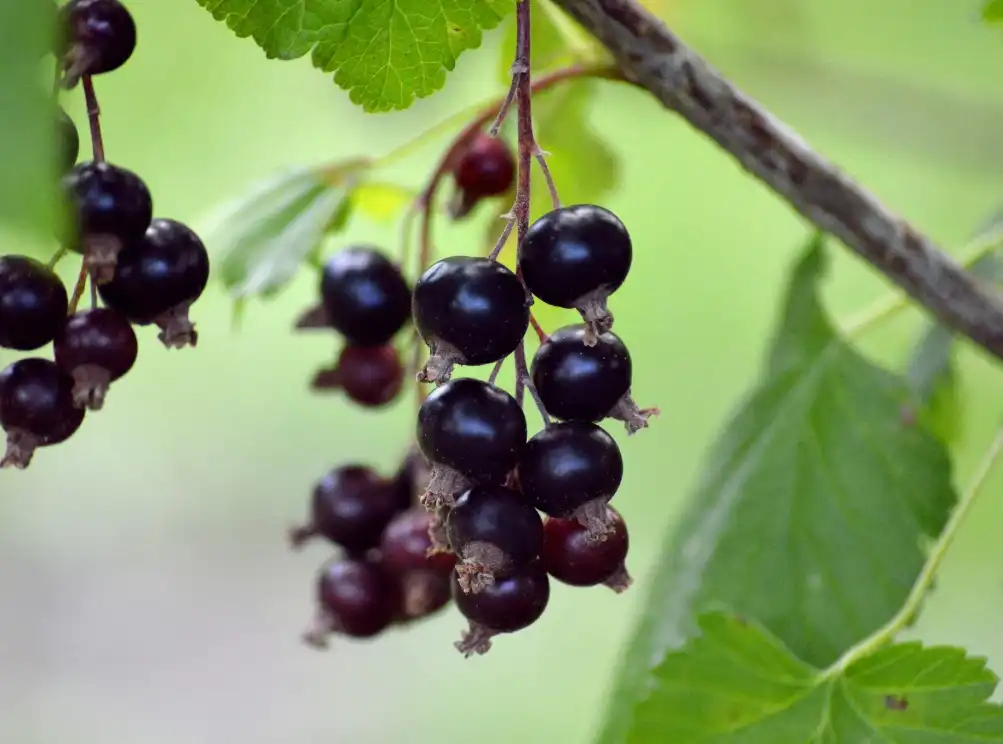 Почему важно мульчировать почву вокруг смородины