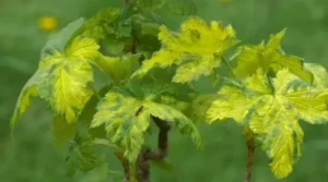 Почему желтеют листья смородины и как это связано с питанием