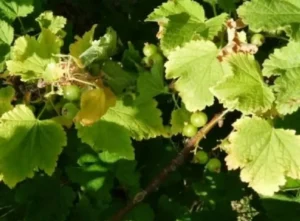 Почему желтеют листья смородины и как это связано с питанием