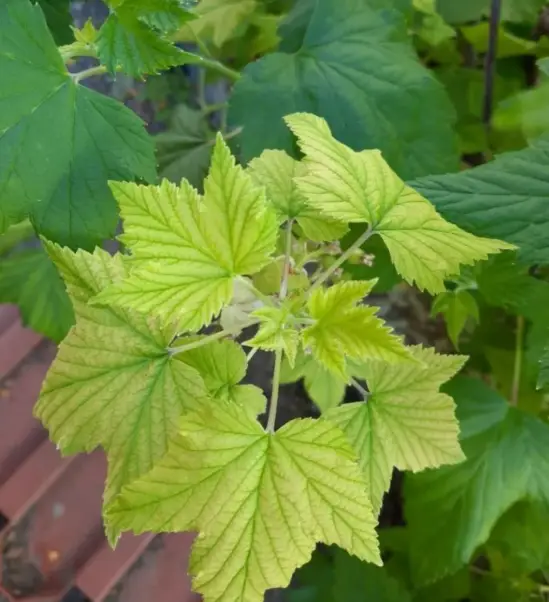 Почему желтеют листья смородины и как это связано с питанием