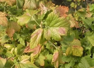 Почему желтеют листья смородины и как это связано с питанием