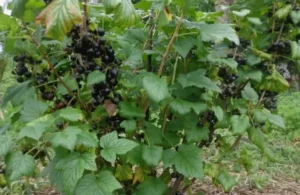 Подкормка смородины в жару - особенности и советы