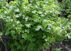 Подкормка смородины во время плодоношения