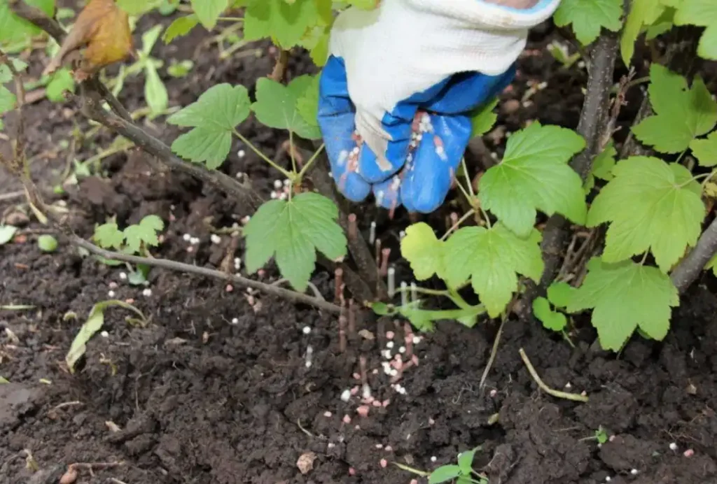 Подкормка смородины во время плодоношения
