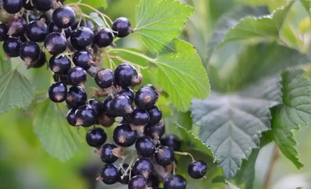 Смородина Поларес