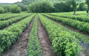 Польские сорта смородины 