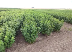 Польские сорта смородины 