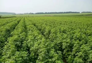 Польские сорта смородины 