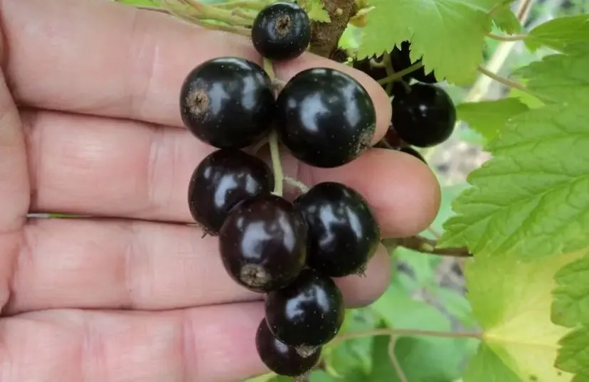 Польские сорта смородины — заголовки с краткими пояснениями