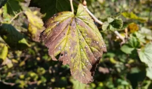 Поражение смородины альтернариозом - чем опасен и как лечить