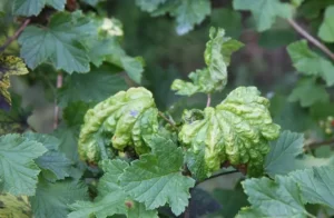 Поражение смородины альтернариозом - чем опасен и как лечить