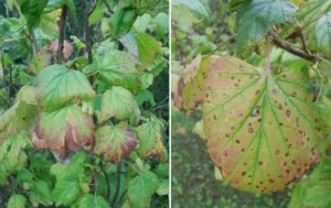 Поражение смородины альтернариозом - чем опасен и как лечить