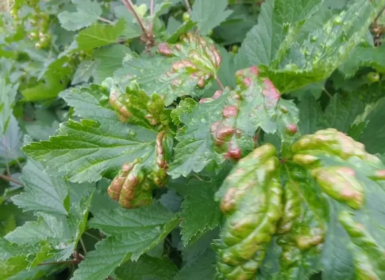 Поражение смородины альтернариозом - чем опасен и как лечить