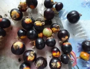 Пятна на ягодах смородины - причины и профилактика