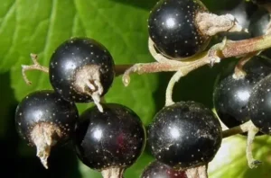 Пятна на ягодах смородины - причины и профилактика