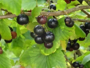 Пятна на ягодах смородины - причины и профилактика