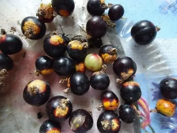 Пятна на ягодах смородины - причины и профилактика