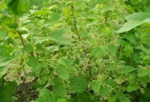 Реверсия (махровость) смородины