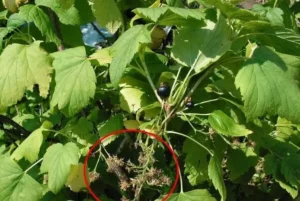 Реверсия (махровость) смородины